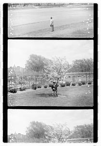 Unidentified boy standing next to a flowering tree, Boston