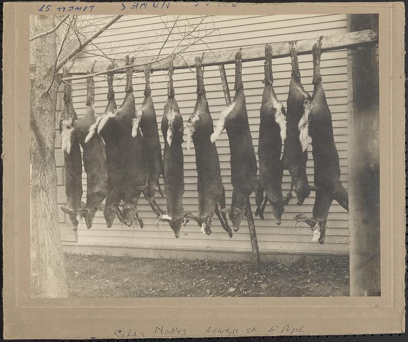 Dead deer hanging Silas Nokes'