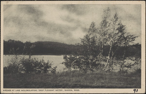 Birches at Lake Wolomolapoag (Deep Pleasant Water), Sharon, Mass.