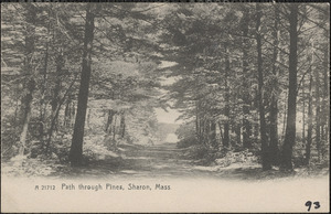 Path through pines, Sharon, Mass.