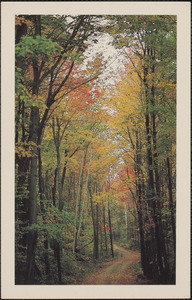 Autumn woods, Sharon, Mass