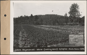 Adam Szymanski, garden (looking west), Ware, Mass., Aug. 29, 1932