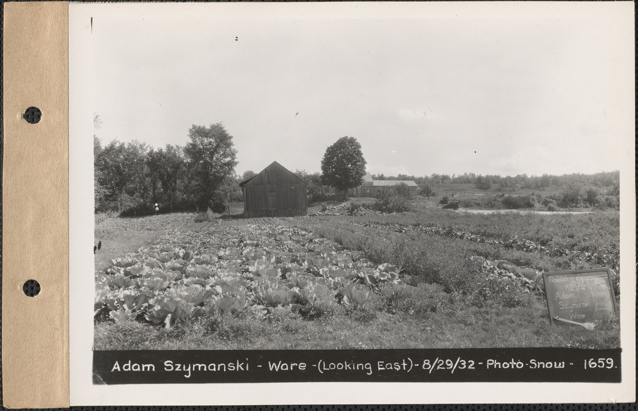 Adam Szymanski, garden (looking east), Ware, Mass., Aug. 29, 1932