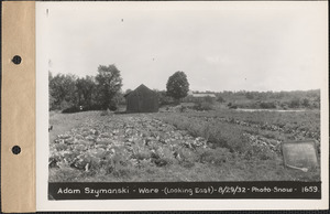 Adam Szymanski, garden (looking east), Ware, Mass., Aug. 29, 1932