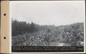 William R. Carrick, east side of Monson Turnpike, cleared by Hannifin spring of 1933, Greenwich, Mass., Sep. 8, 1933
