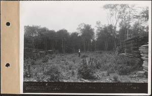 Walker lot no. 2, setting no. 1, cleared by N. E. Box Company, winter of 1933-1934, Greenwich, Mass., Aug. 15, 1934