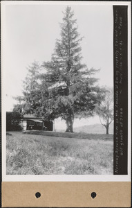 Amanda W. Ewing, Norway spruce, showing odd growth of tree, Enfield, Mass., May 5, 1936