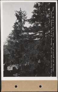 Amanda W. Ewing, Norway spruce, showing odd growth of tree, Enfield, Mass., May 5, 1936