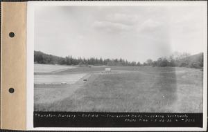 Thurston Nursery, transplant beds, looking northerly, Enfield, Mass., May 26, 1936