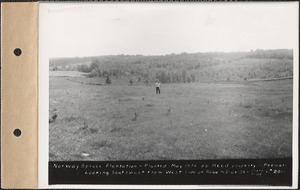 Norway spruce plantation, planted May 1936 on Reed property, looking southwest from west side of road, Prescott, Mass., May 26, 1936