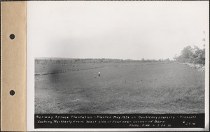 Norway spruce plantation, planted May 1936 on Doubleday property, looking northerly from west side of road near corner of barn, Prescott, Mass., May 26, 1936