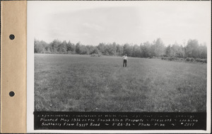 Experimental plantation of white pine, three-year root pruned seedlings, planted May 1936 on the Frank Allen property, looking southerly from Egypt Road, Prescott, Mass., May 26, 1936