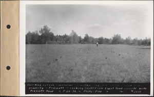Norway spruce plantation, planted May 1936 on the Frank Allen property, looking south from Egypt Road opposite North Prescott Road, Prescott, Mass., May 26, 1936