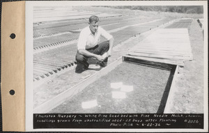Thurston Nursery, white pine seed bed with pine needle mulch, showing seedlings grown from unstratified seed, 23 days after planting, Enfield, Mass., June 22, 1936