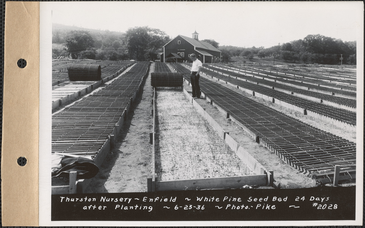 Thurston Nursery, white pine seed bed 24 days after planting, Enfield, Mass., June 23, 1936