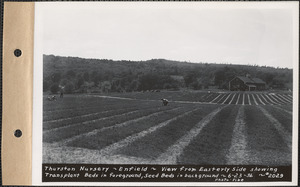 Thurston Nursery, view from easterly side showing transplant beds in foreground, seed beds in background, Enfield, Mass., June 23, 1936
