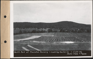 Thurston Nursery, north part, looking easterly, Enfield, Mass., June 23, 1936