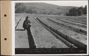 Thurston Nursery, European larch seedlings, seed planted May 22, 1936, Enfield, Mass., Sep. 25, 1936