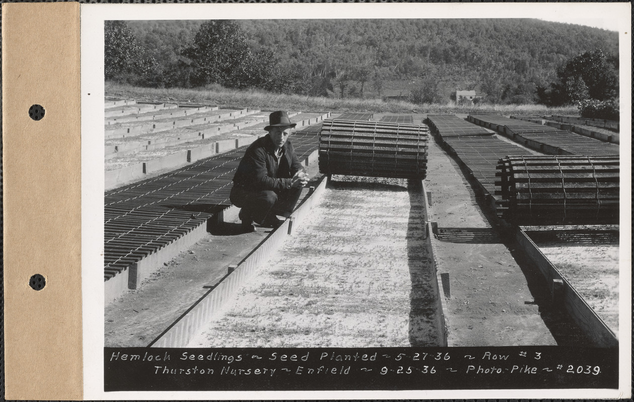 Thurston Nursery, hemlock seedlings, seed planted May 27, 1936, row #3, Enfield, Mass., Sep. 25, 1936