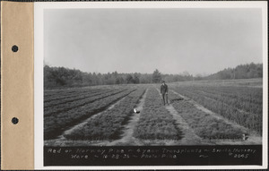 Smith Nursery, red or Norway pine, four-year transplants, Ware, Mass., Oct. 28, 1936