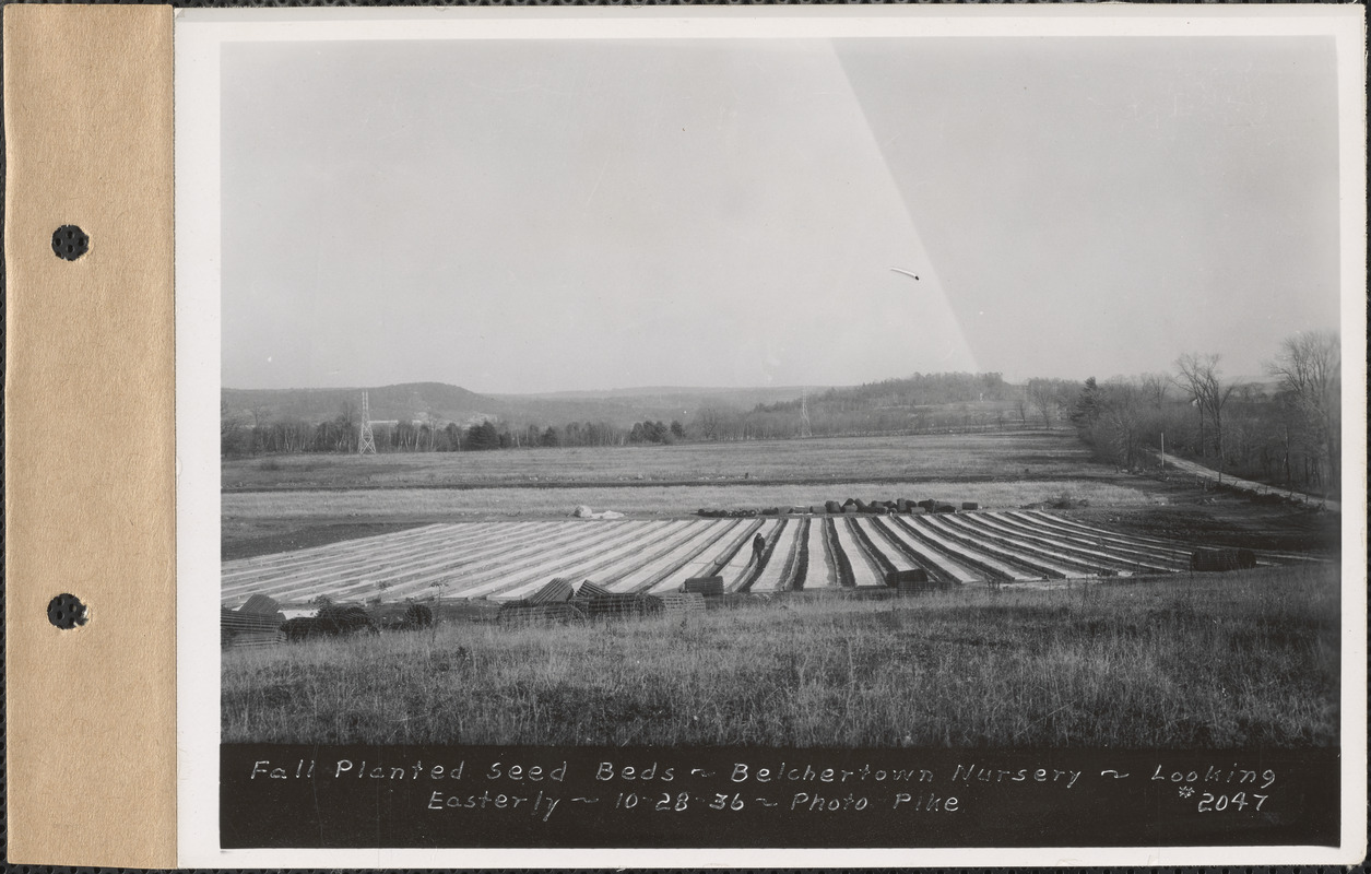Belchertown Nursery, fall planted seed beds, looking easterly, Belchertown, Mass., Oct. 28, 1936