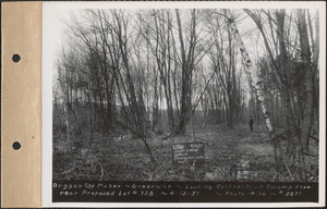 Duggan and Maher, looking northerly at swamp from near proposed lot #328, view of swamp, Greenwich, Mass., Apr. 12, 1937
