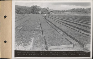 Thurston Nursery, white pine seed bed, seed planted May 31, 1936, Enfield, Mass., Aug. 11, 1937