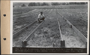 Thurston Nursery, red spruce seedlings, seed planted June 2, 1936, row #3, Enfield, Mass., Aug. 11, 1937