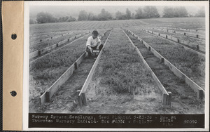 Thurston Nursery, Norway spruce seedlings, seed planted May 23, 1936, row #4, Enfield, Mass., Aug. 11, 1937