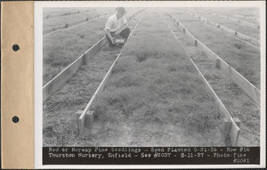 Thurston Nursery, red or Norway pine seedlings, seed planted May 21, 1936, row #16, Enfield, Mass., Aug. 11, 1937