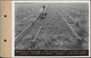 Thurston Nursery, white spruce seedlings, seed planted May 16, 1936, row #4, Enfield, Mass., Aug. 11, 1937