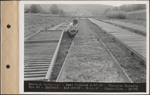 Thurston Nursery, hemlock seedlings, seed planted May 27, 1936, row #3, Enfield, Mass., Aug. 11, 1937
