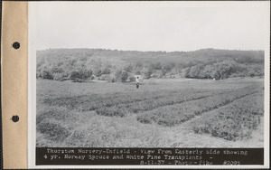 Thurston Nursery, view from easterly side showing four-year Norway spruce and white pine transplants, Enfield, Mass., Aug. 11, 1937