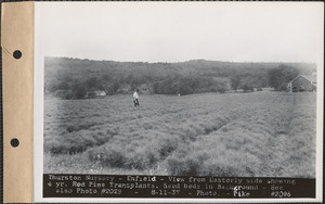 Thurston Nursery, view from easterly side showing four-year red pine transplants, seed beds in background, Enfield, Mass., Aug. 11, 1937