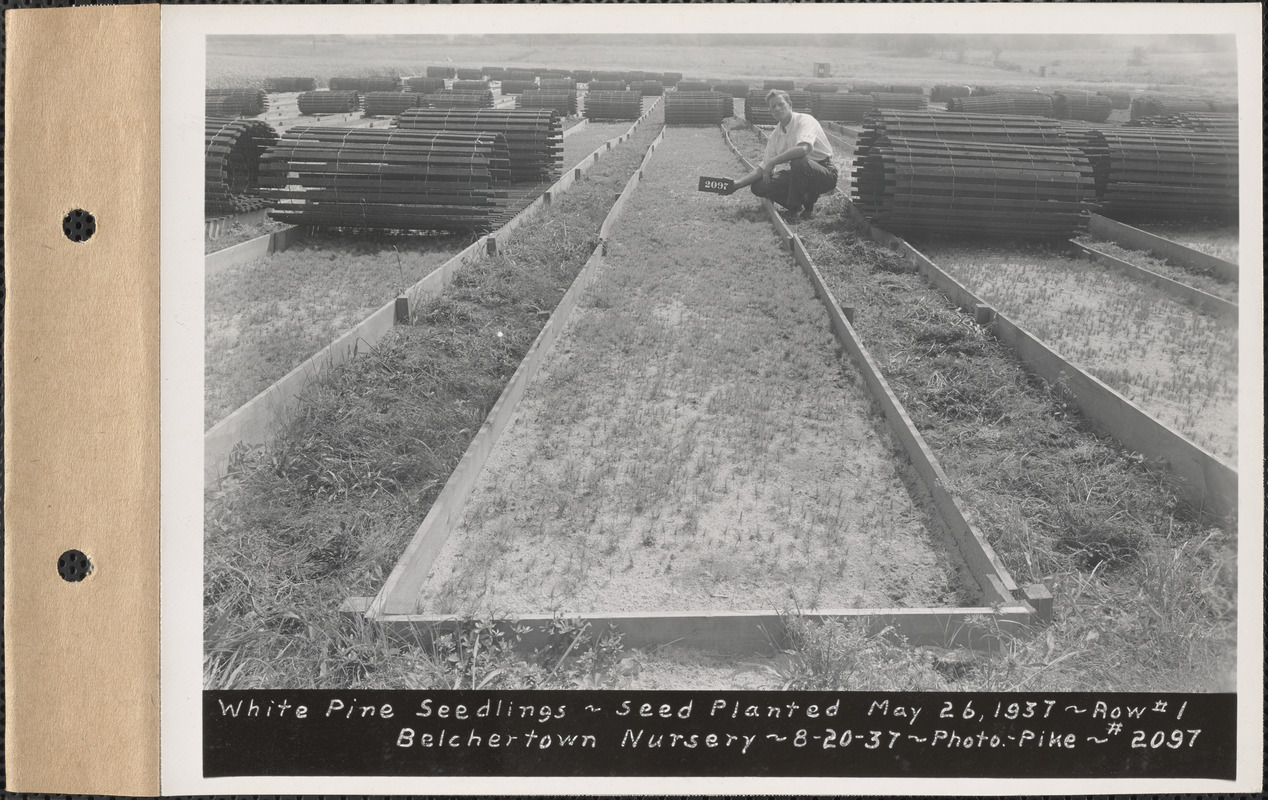 Belchertown Nursery, white pine seedlings, seed planted May 26, 1937, row #1, Belchertown, Mass., Aug. 20, 1937