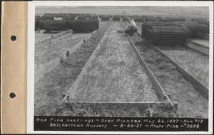 Belchertown Nursery, red pine seedlings, seed planted May 26, 1937, row #13, Belchertown, Mass., Aug. 20, 1937