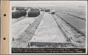 Belchertown Nursery, European larch seedlings, seed planted May 1937, row #12, Belchertown, Mass., Aug. 20, 1937