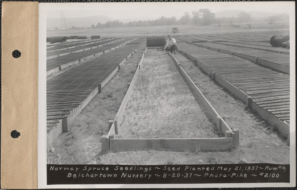 Belchertown Nursery, Norway spruce seedlings, seed planted May 21, 1937, row #4, Belchertown, Mass., Aug. 20, 1937