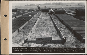 Belchertown Nursery, red spruce seedlings, seed planted May 20, 1937, row #10, Belchertown, Mass., Aug. 20, 1937