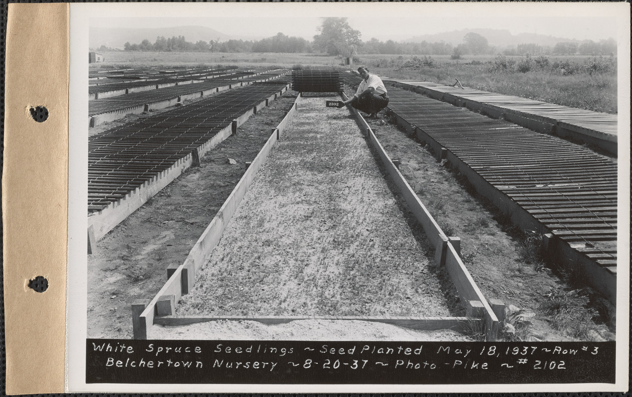 Belchertown Nursery, white spruce seedlings, seed planted May 18, 1937, row #3, Belchertown, Mass., Aug. 20, 1937