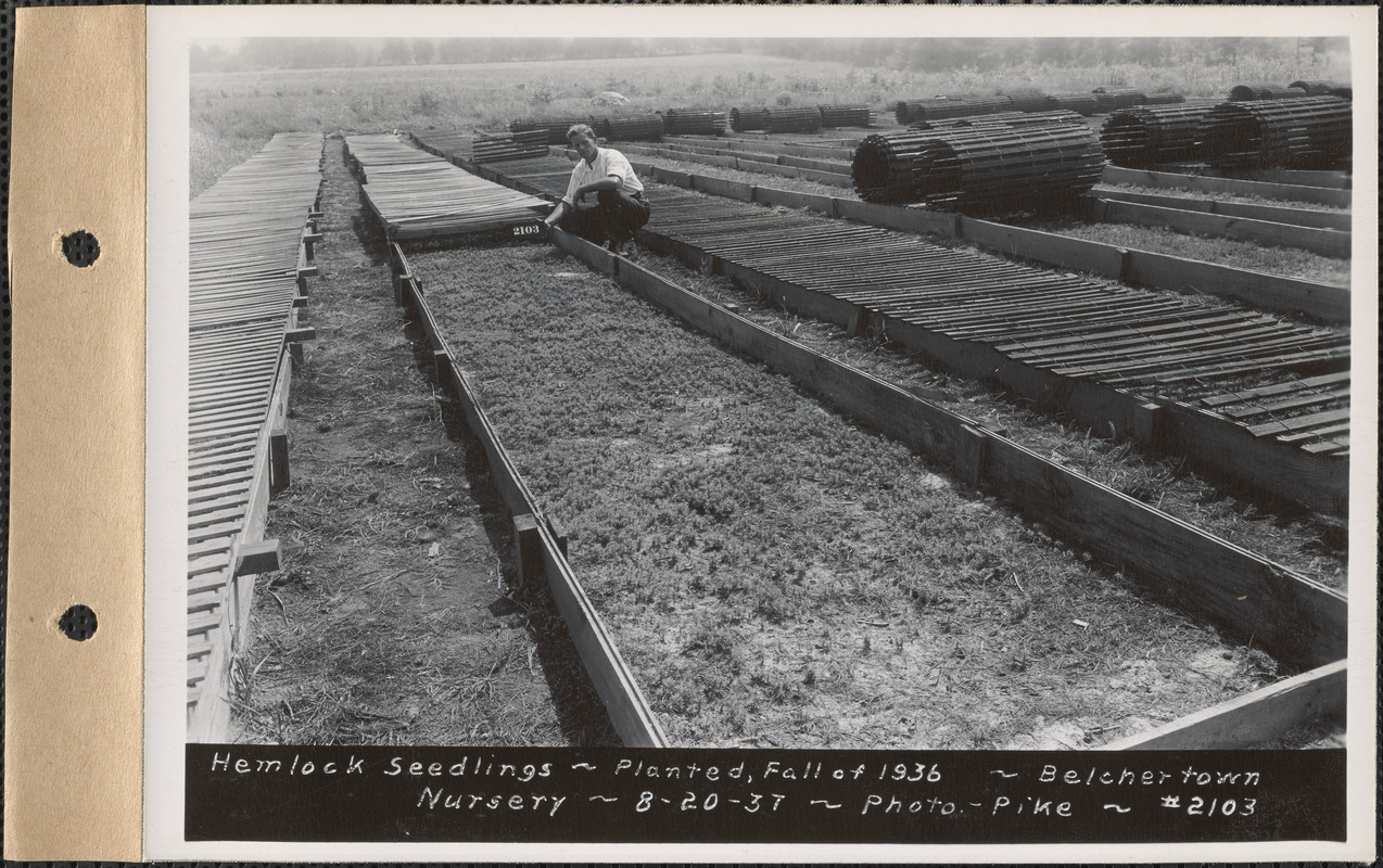 Belchertown Nursery, hemlock seedlings, planted fall of 1936, Belchertown, Mass., Aug. 20, 1937