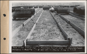 Belchertown Nursery, red pine seedlings, planted fall of 1936, row #6, Belchertown, Mass., Aug. 20, 1937