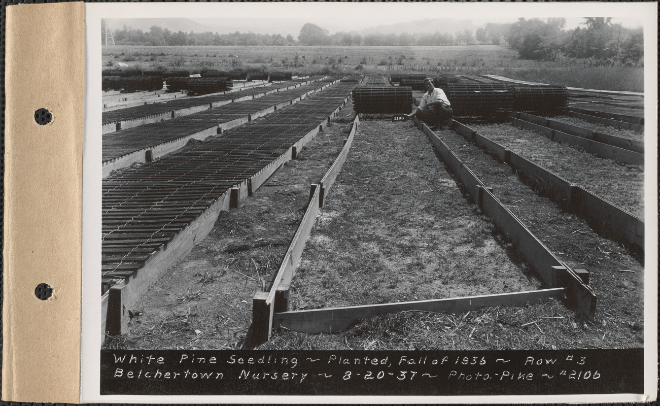 Belchertown Nursery, white pine seedlings, planted fall of 1936, row #3, Belchertown, Mass., Aug. 20, 1937