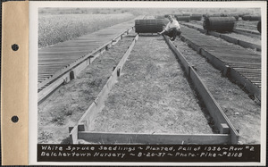 Belchertown Nursery, white spruce seedlings, planted fall of 1936, row #2, Belchertown, Mass., Aug. 20, 1937