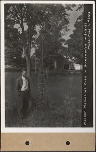 Walker Memorial Tree, on Common, Greenwich Plains, Greenwich, Mass., Sep. 16, 1937