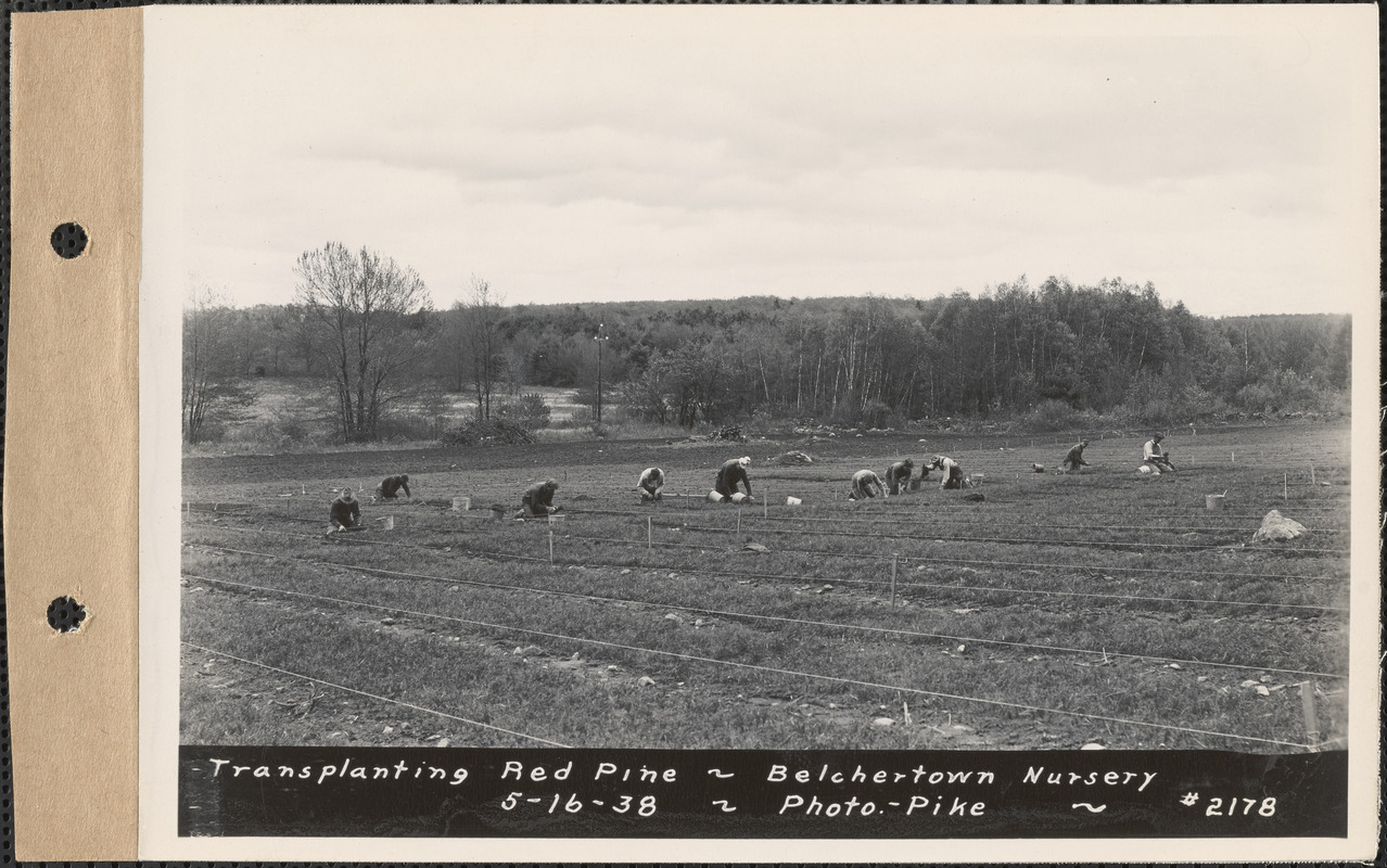 Transplanting red pine, Belchertown Nursery, Belchertown, Mass., May 16, 1938