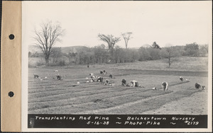 Transplanting red pine, Belchertown Nursery, Belchertown, Mass., May 16, 1938