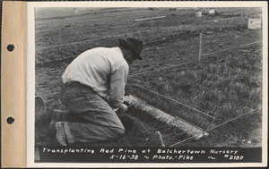 Transplanting red pine, Belchertown Nursery, Belchertown, Mass., May 16, 1938