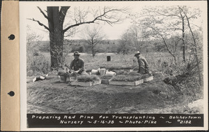 Preparing red pine for transplanting, Belchertown Nursery, Belchertown, Mass., May 16, 1938