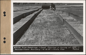 White pine seedlings, planted spring 1939, Belchertown Nursery, Belchertown, Mass., June 16, 1939